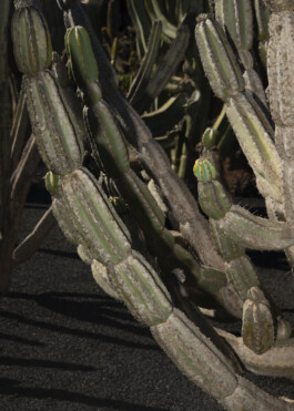 daniela trost lanzarote 