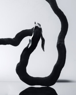 Zohra Rahman Jewellery Photography by Daniela Trost 